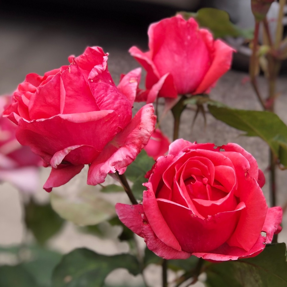 Meet your Posher, Elicia